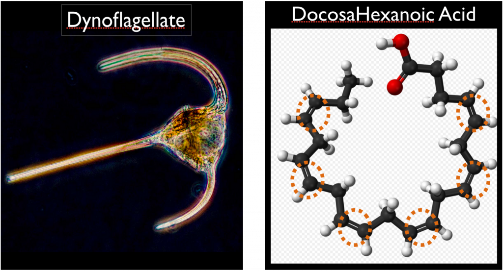 The Human Brain Has been Getting Smaller Since the Stone Age