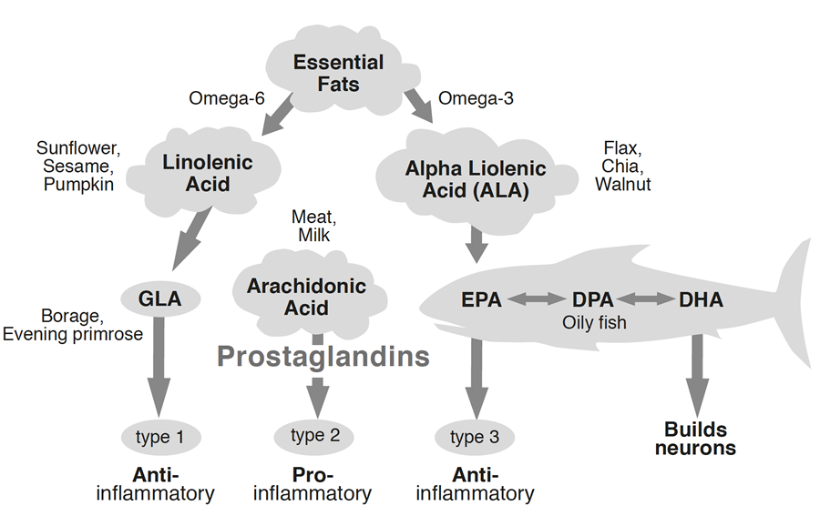 Omega 3 6 getting the balance right counts Food for the Brain