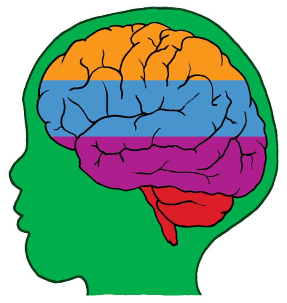 brain clipart for kids