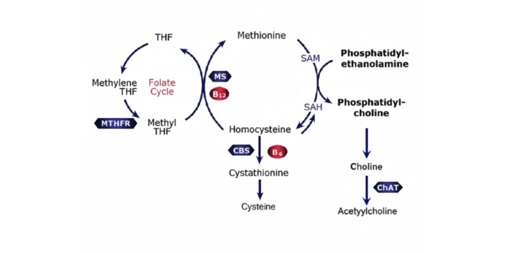 what is homocysteine? Methionine Metabolism image