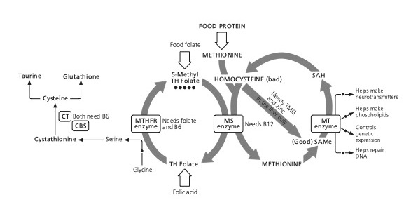 is nad a precursor to glutathione The role of NAD+ metabolism and its modulation of mitochondria in aging and  disease